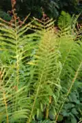 Frondes stériles