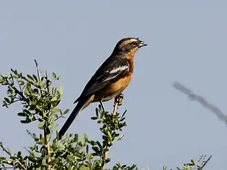 Description de l'image Cinnamon Warbling-finch (Poospiza ornata) (15774105148).jpg.