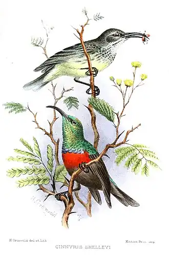 Description de l'image CinnyrisShelleyiGronvold.jpg.
