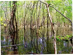 Forêt.