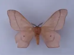 Adulte mâle
