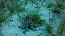 Un poulpe sur le fond de sable