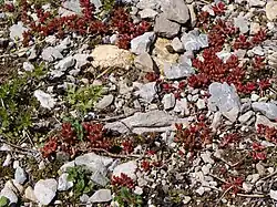 Sedum atratum