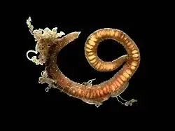 Cirratulus cirratus, un Cirratulidae.