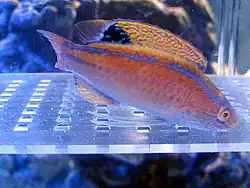 Cirrhilabrus pylei