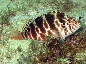 Description de l'image Cirrhitichthys aprinus.jpg.