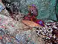 Oxycirrhites typus