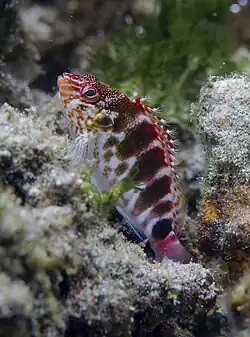 Cirrhitops mascarenensis