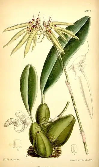 Description de l'image Cirrhopetalum picturatum.jpg.