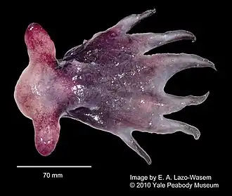 Cirroctopus sp., un Cirroctopodidae