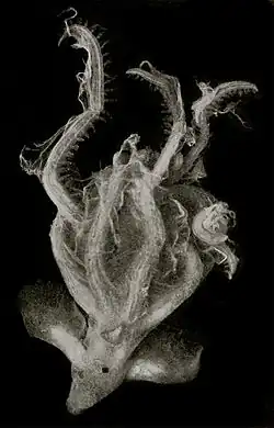 Cirrothauma murrayi