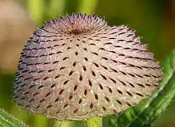 Le capitule avant floraison. Diamètre environ 4&nbsp;cm. Dans le parc national de Kozara.