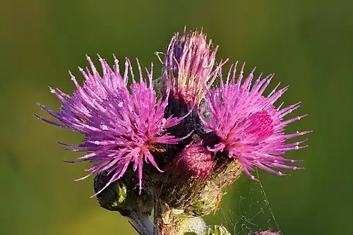 Fleurs de cirse des marais vers Niitvälja en Estonie.