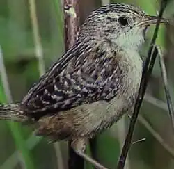 troglodyte à bec court (Cistothorus platensis)