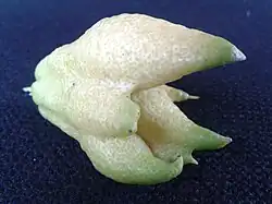 Citron mal formé
