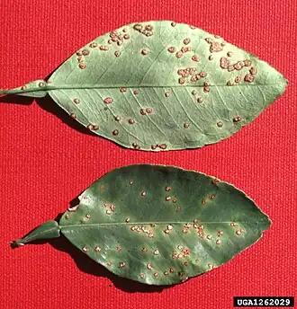 Image illustrative de l’article Chancre bactérien des agrumes