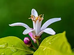 Fleurs de citronnier, l'une ouverte et l'autre fermée. Juin 2019.