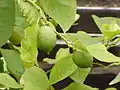 Citrons verts (Citrus aurantiifolia).