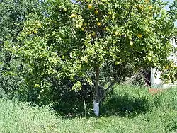 Citrus limon (citronnier), plante hôte de Papilio fuscus.