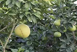 Citrus maxima, plante-hôte