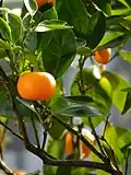 Mandarinier (une des plantes-hôte de Papilio astyalus)