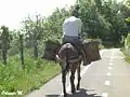 Un des derniers « ciuccio » (mulets) de Teana.