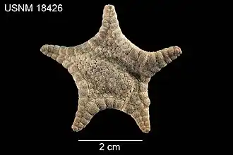 Cladaster rudis
