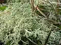 Cladonia portentosa