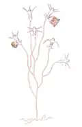 Cladonema radiatum, un Cladonematidae
