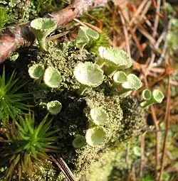 Les cladonies composent avec leurs thalles des « micro-paysages » variés : forêts de baobabs, podétions en forme de trompette, buissons en boules,&nbsp;etc. Ils ont une importance significative en Scandinavie (nourriture des rennes, emploi pour les décorations florales, les couronnes funéraires…).