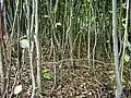 Régénération naturelle dense de charmes