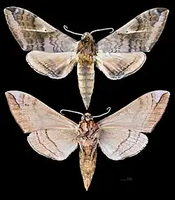 Clanidopsis