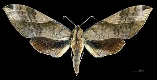 Clanis bilineata formosana Face dorsale de la femelle (coll.MHNT)