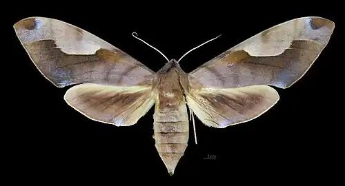 Avers de la femelle (coll.MHNT)