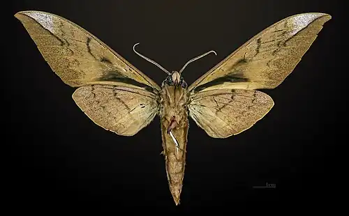Male - Revers MHNT
