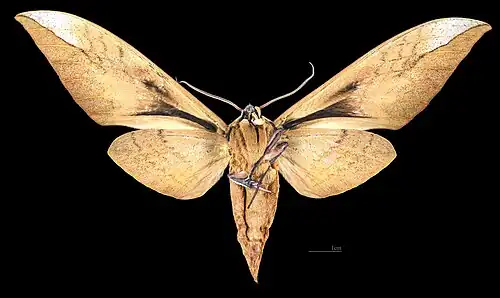 Femelle - Revers MHNT