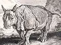 Clara à Augsbourg, 1748, gravure de Johann Elias Ridinger.