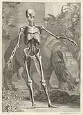 Le rhinocéros Clara à côté d'un squelette humain, Tabulae sceleti et musculorum corporis humani de Bernhard Siegfried Albinus