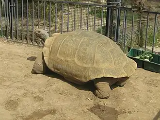 Description de l'image Clarence the tortoise--Geochelone nigra.jpg.
