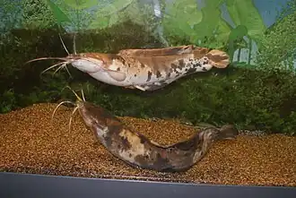Clarias angolensis (Clariidae)