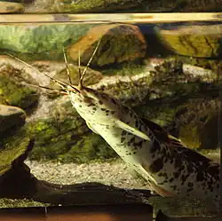Clarias fuscus