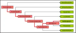 "Représentation graphique de la classification phylogénétique"