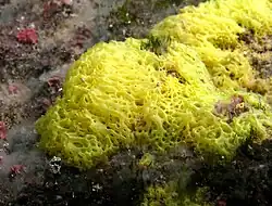 Clathrina darwinii