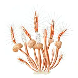 Clava multicornis (Hydractiniidae)