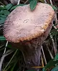 Clavariadelphus truncatus, exemplaire vieux, Basse Autriche