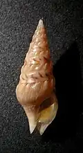 Clavatula tripartita.
