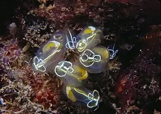 Clavelina lepadiformis