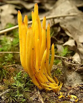 Une ramaire devenue Clavulinopsis.