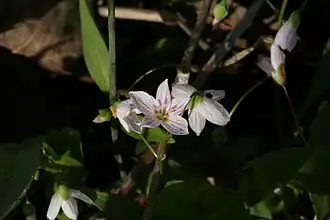Inflorescence.