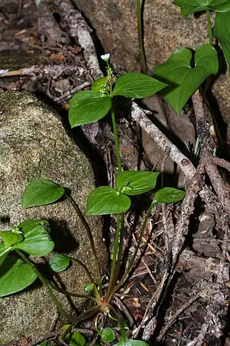 Description de l'image Claytonia sibirica 9292.JPG.